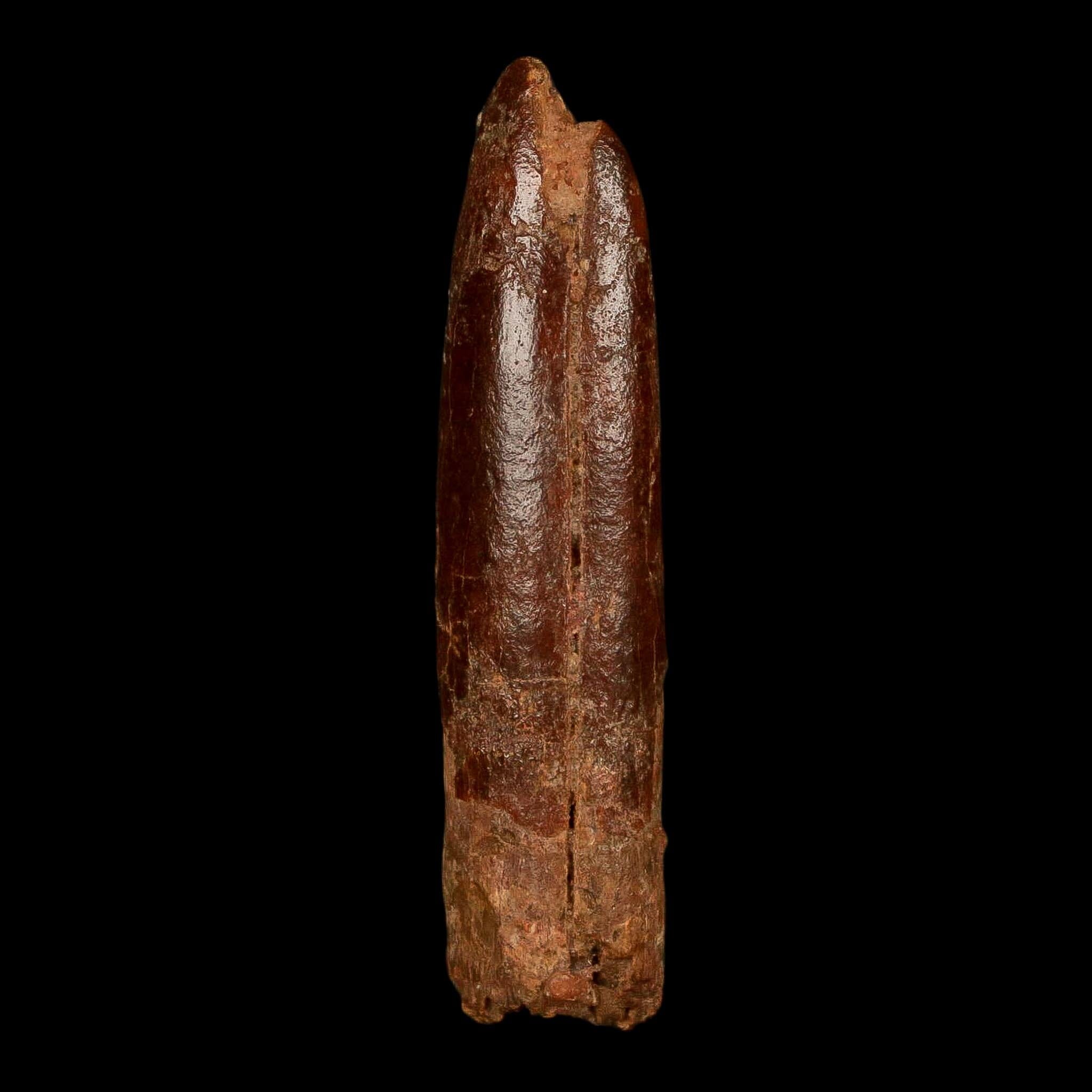 1.8" Rebbachisaurus Sauropod Fossil Tooth Early Cretaceous Dinosaur COA, Stand - Fossil Age Minerals