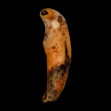 1.8" Extinct Cave Bear Ursus Spelaeus Incisor Tooth Rooted Pleistocene Age COA, Stand