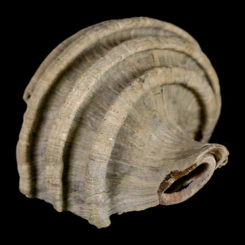 2.1" Ecphora Gardnerae Gastropod Fossil Shell Lee Creek Miocene Epoch North Carolina - Fossil Age Minerals