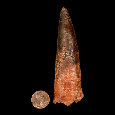XL 4" Spinosaurus Fossil Tooth 100 Million Years Old Cretaceous Dinosaur COA - Fossil Age Minerals