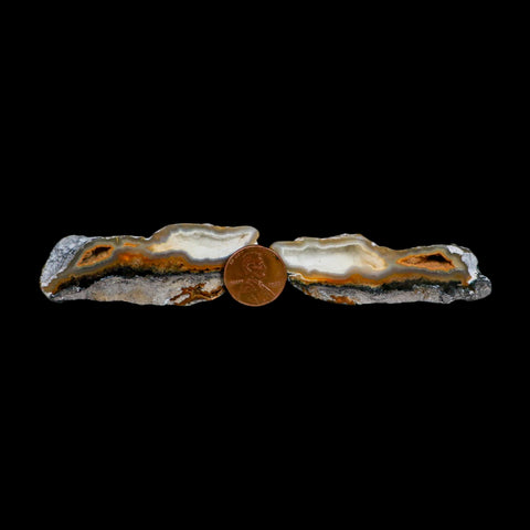 2.6" Agatized Coral Slabs Fossil Oligocene and Miocene Epochs Suwannee River Florida