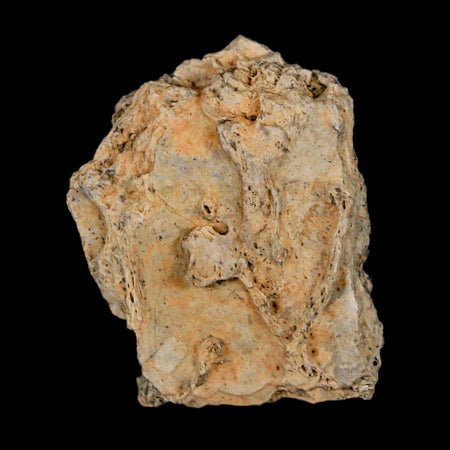 1.1" Tyrannosaurus Rex Fossil Bone Dinosaur Lance Creek Formation Wyoming COA