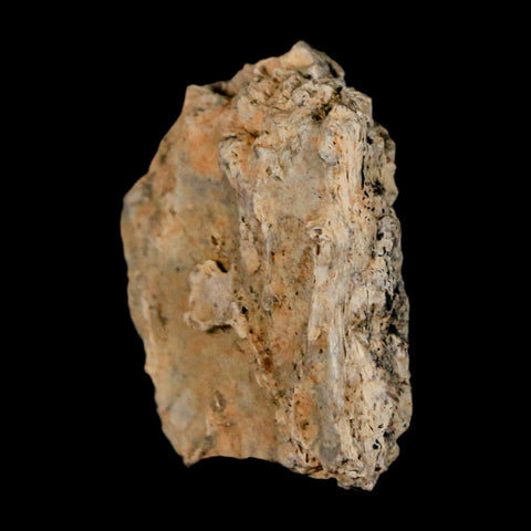 1.1" Tyrannosaurus Rex Fossil Bone Dinosaur Lance Creek Formation Wyoming COA