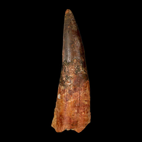 XL 4" Spinosaurus Fossil Tooth 100 Million Years Old Cretaceous Dinosaur COA - Fossil Age Minerals