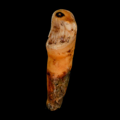 1.8" Extinct Cave Bear Ursus Spelaeus Incisor Tooth Rooted Pleistocene Age COA, Stand