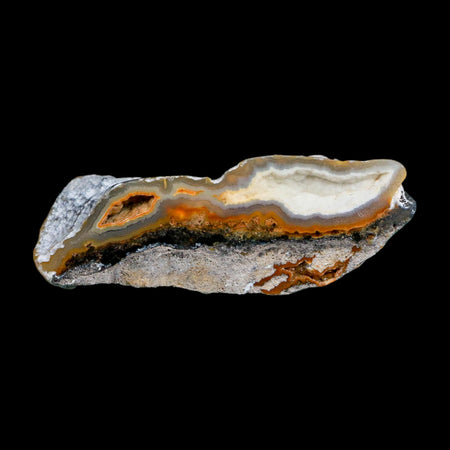 2.6" Agatized Coral Slabs Fossil Oligocene and Miocene Epochs Suwannee River Florida
