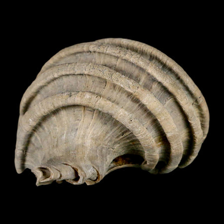 2.1" Ecphora Gardnerae Gastropod Fossil Shell Lee Creek Miocene Epoch North Carolina