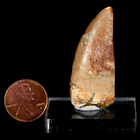 1.7" Carcharodontosaurus Fossil Tooth Cretaceous Dinosaur Morocco COA, Stand - Fossil Age Minerals
