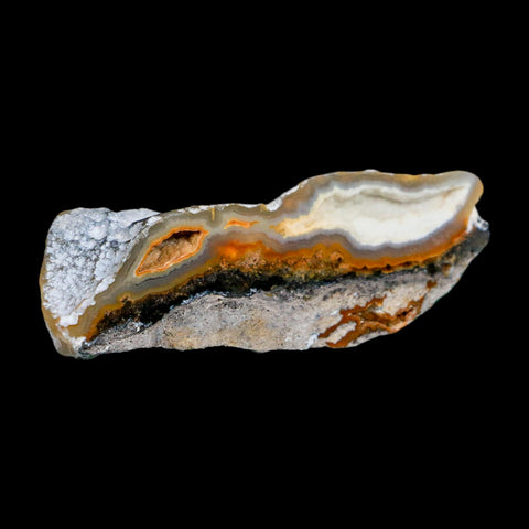 2.6" Agatized Coral Slabs Fossil Oligocene and Miocene Epochs Suwannee River Florida