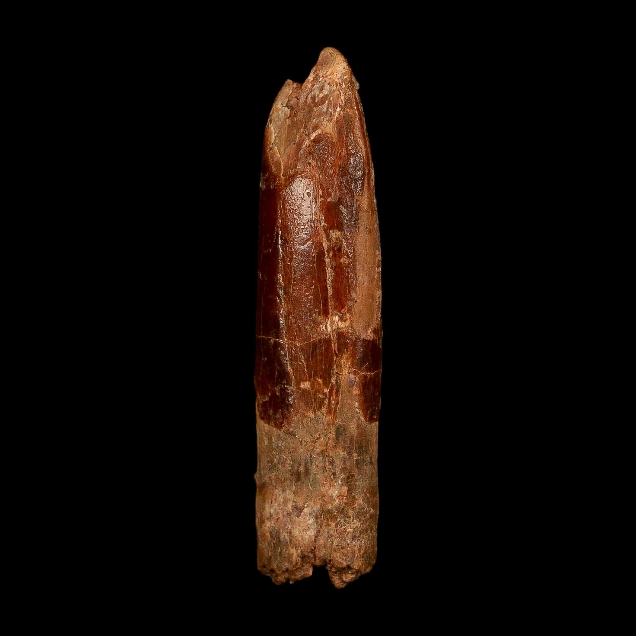 1.8" Rebbachisaurus Sauropod Fossil Tooth Early Cretaceous Dinosaur COA, Stand - Fossil Age Minerals