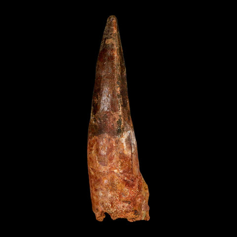 XL 4" Spinosaurus Fossil Tooth 100 Million Years Old Cretaceous Dinosaur COA - Fossil Age Minerals
