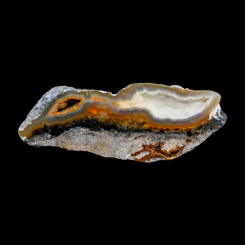 2.6" Agatized Coral Slabs Fossil Oligocene and Miocene Epochs Suwannee River Florida