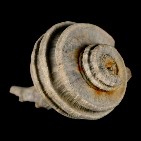 2.1" Ecphora Gardnerae Gastropod Fossil Shell Lee Creek Miocene Epoch North Carolina - Fossil Age Minerals