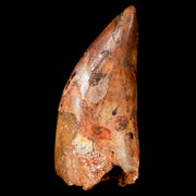 1.8" Carcharodontosaurus Fossil Tooth Cretaceous Dinosaur Morocco COA, Stand