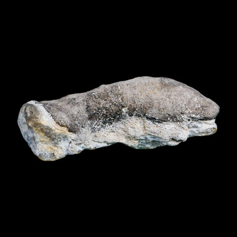 2.6" Agatized Coral Slabs Fossil Oligocene and Miocene Epochs Suwannee River Florida