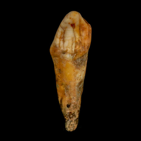 1.9" Extinct Cave Bear Ursus Spelaeus Incisor Tooth Rooted Pleistocene Age COA, Stand