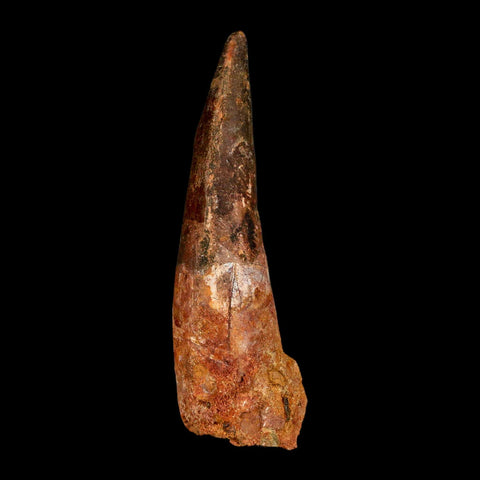 XL 4" Spinosaurus Fossil Tooth 100 Million Years Old Cretaceous Dinosaur COA - Fossil Age Minerals