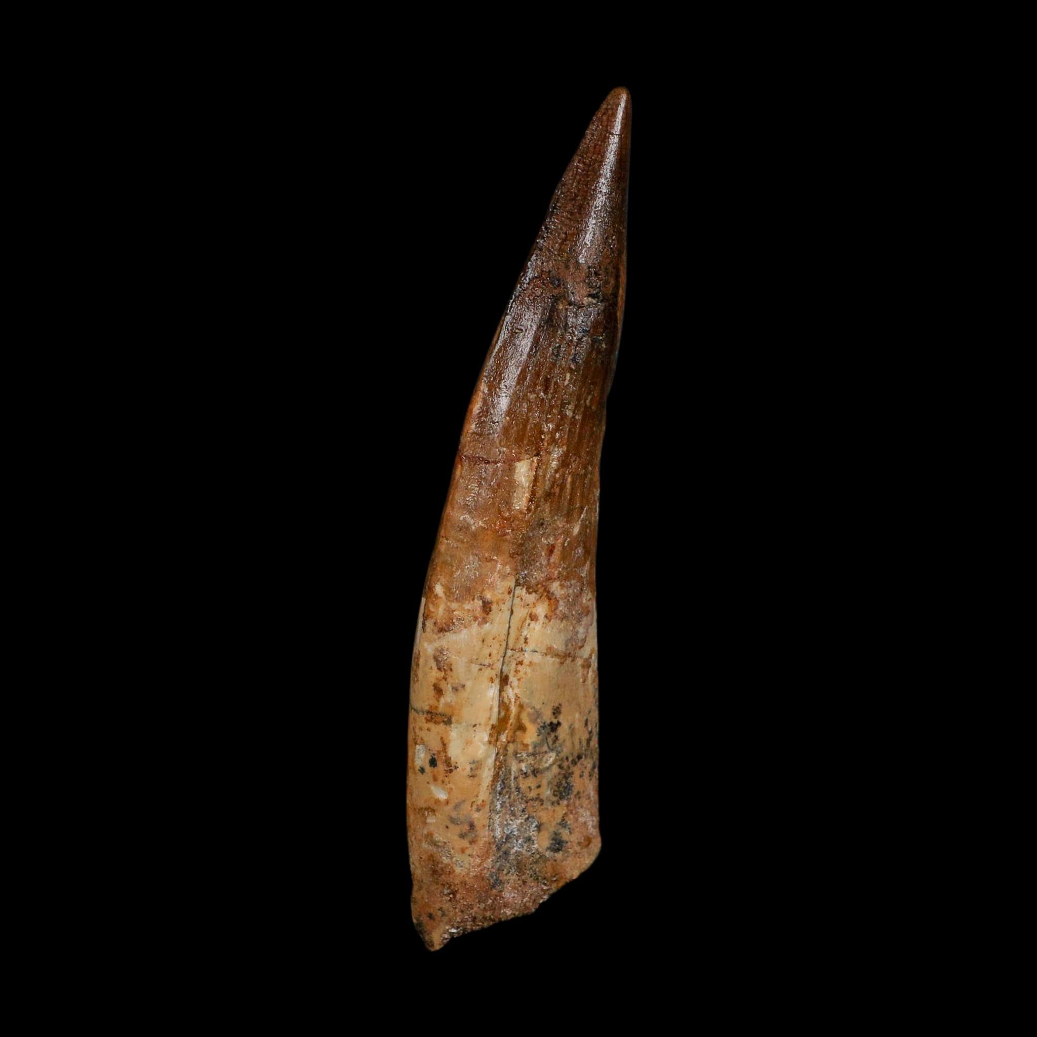 XL 4.1" Spinosaurus Fossil Tooth 100 Million Years Old Cretaceous Dinosaur COA