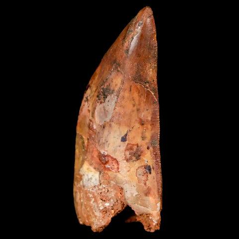 1.8" Carcharodontosaurus Fossil Tooth Cretaceous Dinosaur Morocco COA, Stand - Fossil Age Minerals