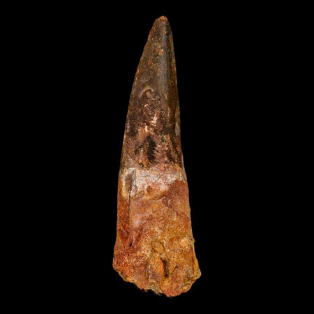 XL 4" Spinosaurus Fossil Tooth 100 Million Years Old Cretaceous Dinosaur COA