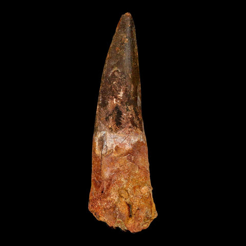 XL 4" Spinosaurus Fossil Tooth 100 Million Years Old Cretaceous Dinosaur COA - Fossil Age Minerals