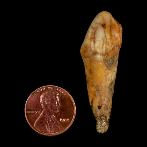 1.9" Extinct Cave Bear Ursus Spelaeus Incisor Tooth Rooted Pleistocene Age COA, Stand