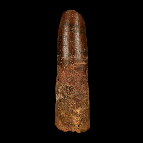 1.5" Rebbachisaurus Sauropod Fossil Tooth Early Cretaceous Dinosaur COA, Display