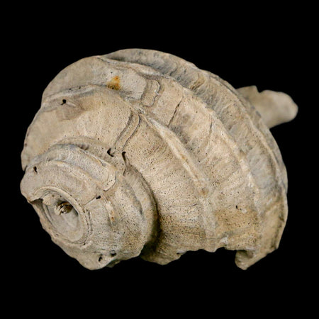 2.6" Ecphora Gardnerae Gastropod Fossil Shell Lee Creek Miocene Epoch North Carolina