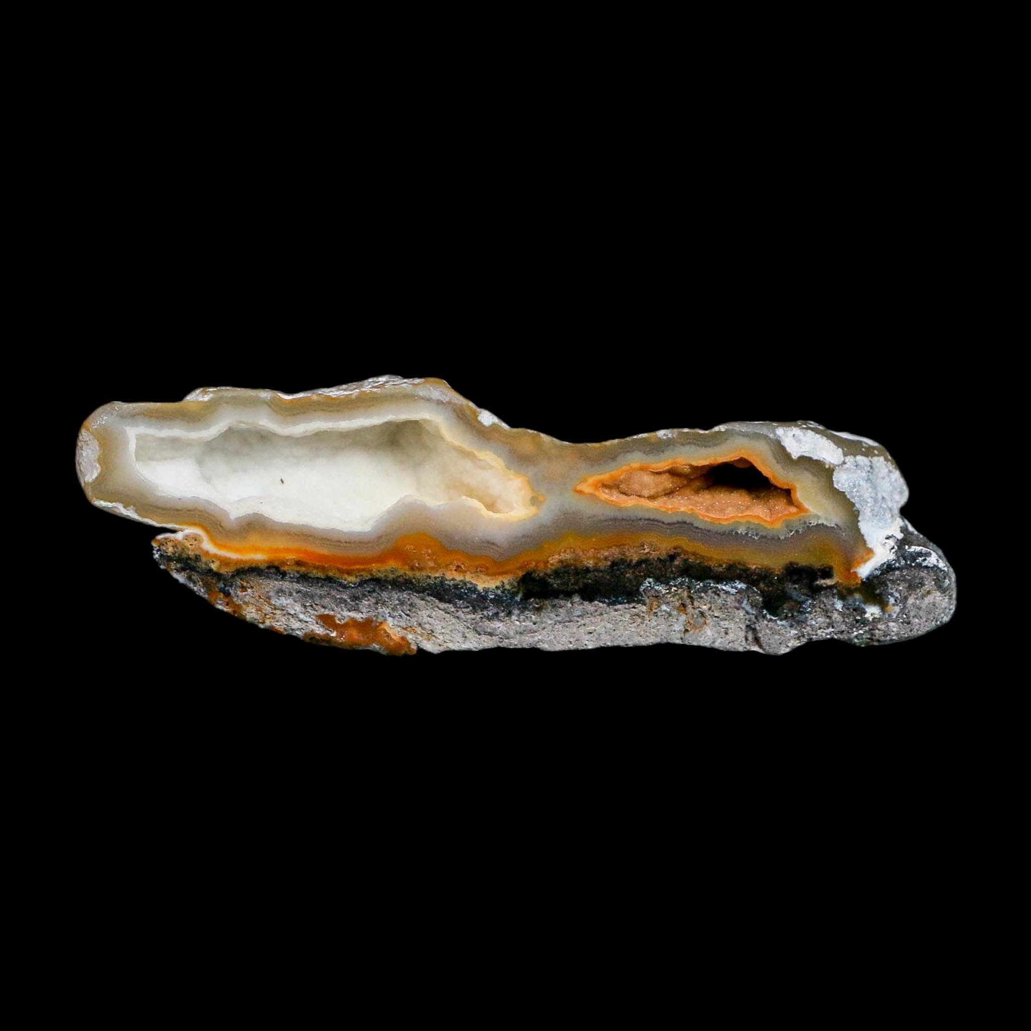 2.6" Agatized Coral Slabs Fossil Oligocene and Miocene Epochs Suwannee River Florida - Fossil Age Minerals