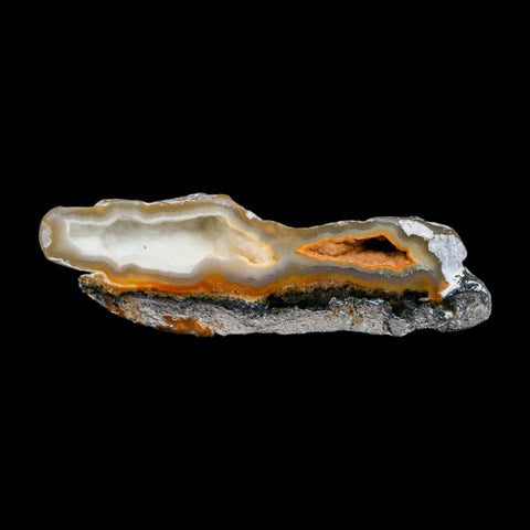2.6" Agatized Coral Slabs Fossil Oligocene and Miocene Epochs Suwannee River Florida
