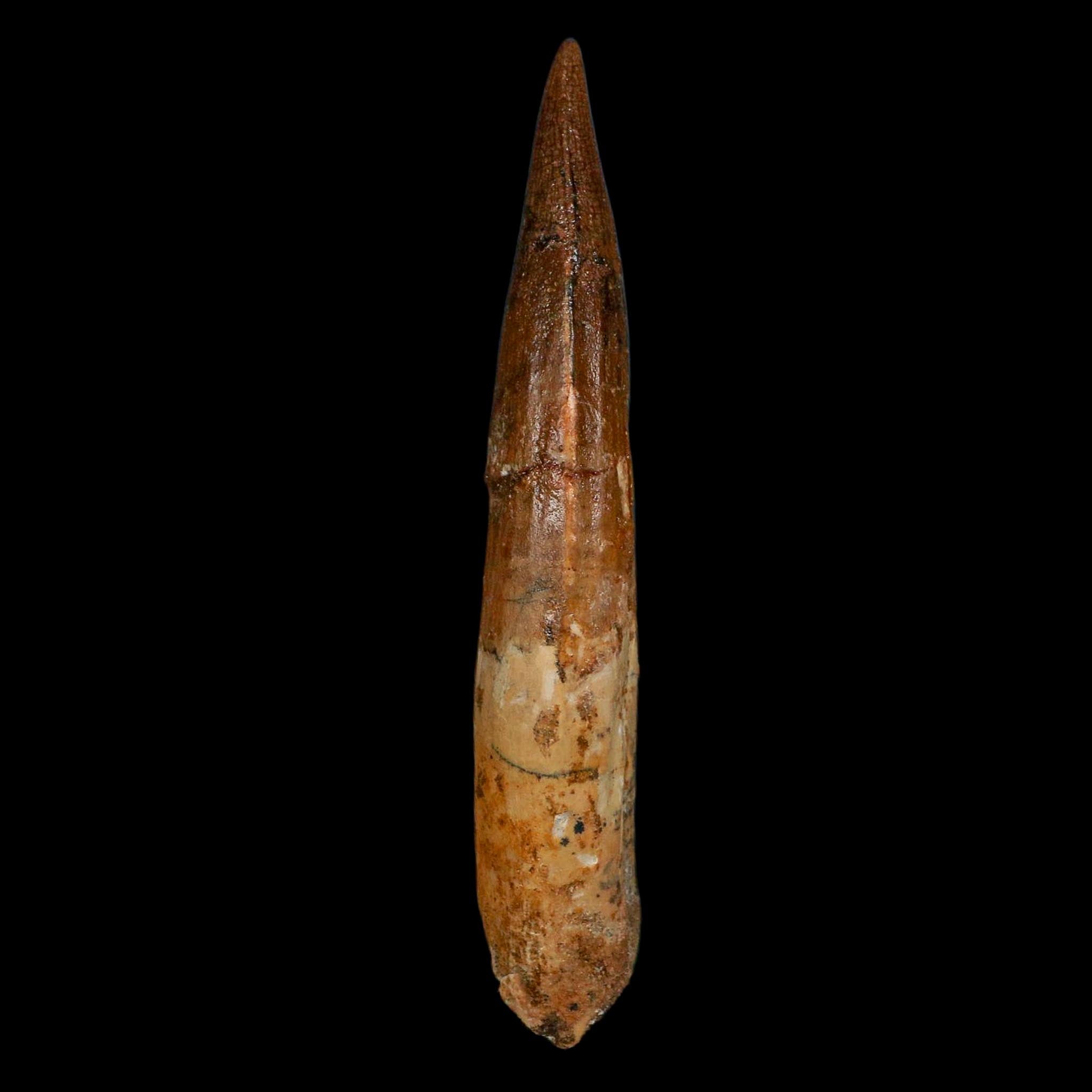 XL 4.1" Spinosaurus Fossil Tooth 100 Million Years Old Cretaceous Dinosaur COA