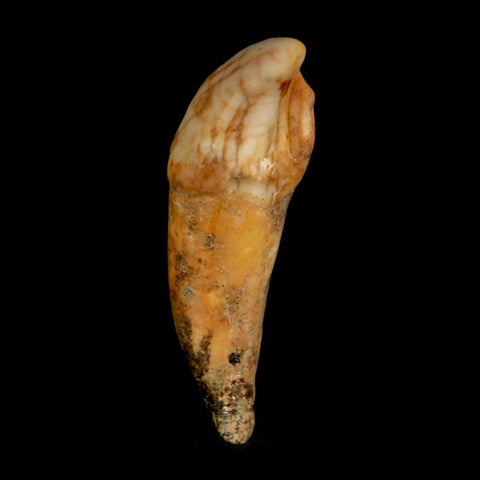 1.9" Extinct Cave Bear Ursus Spelaeus Incisor Tooth Rooted Pleistocene Age COA, Stand