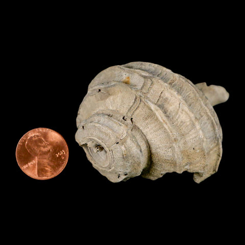 2.6" Ecphora Gardnerae Gastropod Fossil Shell Lee Creek Miocene Epoch North Carolina - Fossil Age Minerals