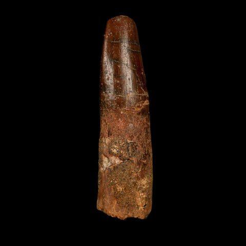 1.5" Rebbachisaurus Sauropod Fossil Tooth Early Cretaceous Dinosaur COA, Display