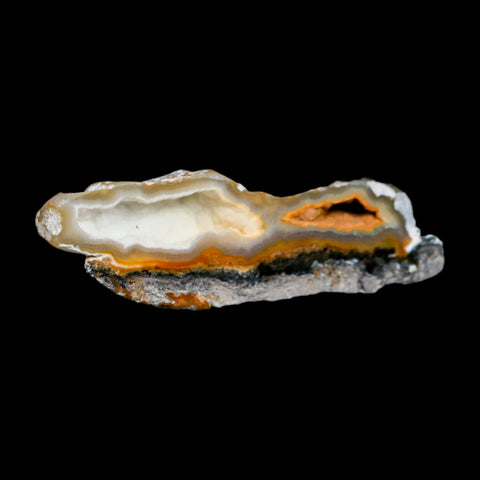 2.6" Agatized Coral Slabs Fossil Oligocene and Miocene Epochs Suwannee River Florida