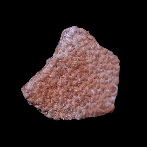 0.5" Megaloolithus Titanosaur Dinosaur Fossil Egg Shell Bouches Du Rhone France Display - Fossil Age Minerals