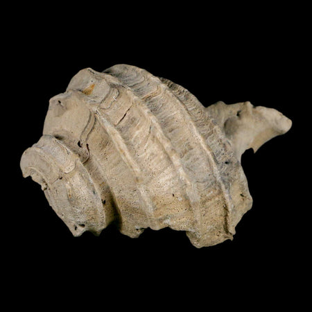 2.6" Ecphora Gardnerae Gastropod Fossil Shell Lee Creek Miocene Epoch North Carolina