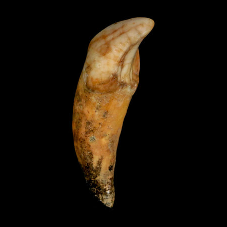 1.9" Extinct Cave Bear Ursus Spelaeus Incisor Tooth Rooted Pleistocene Age COA, Stand