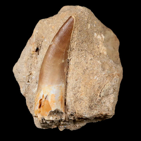 XL 2.3" Plesiosaur Zarafasaura Tooth Fossil In Matrix Cretaceous Dinosaur Era COA - Fossil Age Minerals