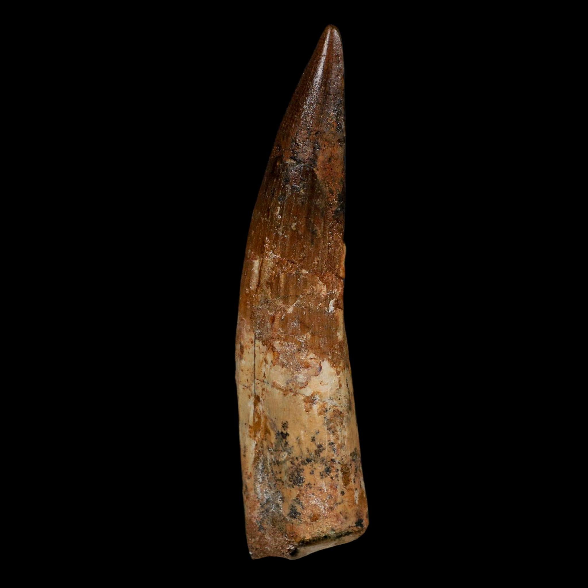 XL 4.1" Spinosaurus Fossil Tooth 100 Million Years Old Cretaceous Dinosaur COA