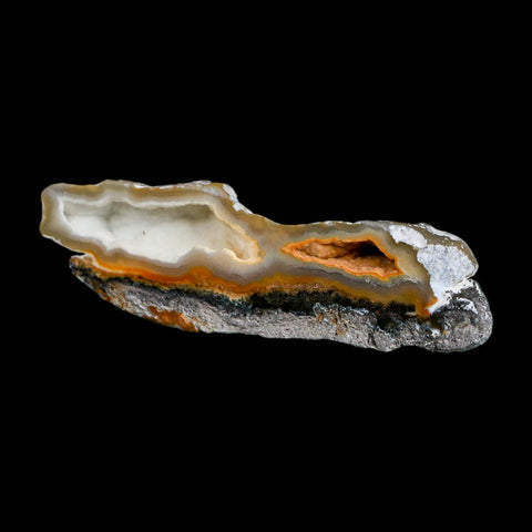 2.6" Agatized Coral Slabs Fossil Oligocene and Miocene Epochs Suwannee River Florida