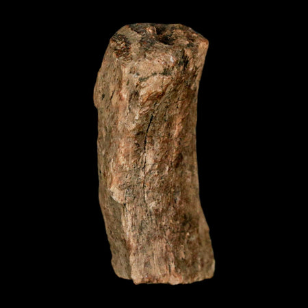 1.2" Tyrannosaurus Rex Fossil Bone Dinosaur Lance Creek Formation Wyoming COA