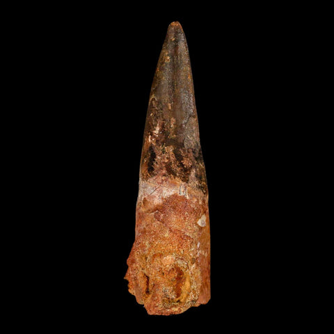XL 4" Spinosaurus Fossil Tooth 100 Million Years Old Cretaceous Dinosaur COA - Fossil Age Minerals