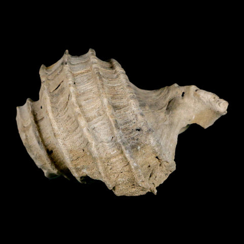 2.6" Ecphora Gardnerae Gastropod Fossil Shell Lee Creek Miocene Epoch North Carolina - Fossil Age Minerals