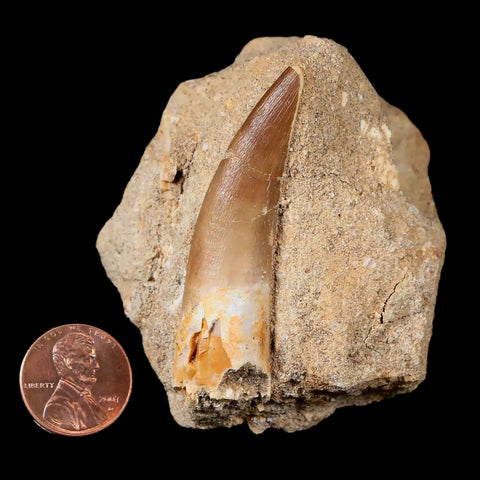 XL 2.3" Plesiosaur Zarafasaura Tooth Fossil In Matrix Cretaceous Dinosaur Era COA - Fossil Age Minerals