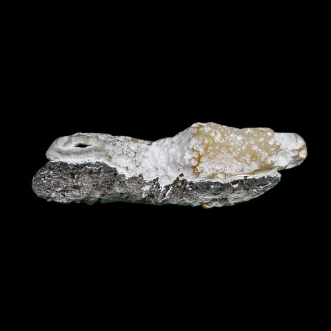 2.6" Agatized Coral Slabs Fossil Oligocene and Miocene Epochs Suwannee River Florida