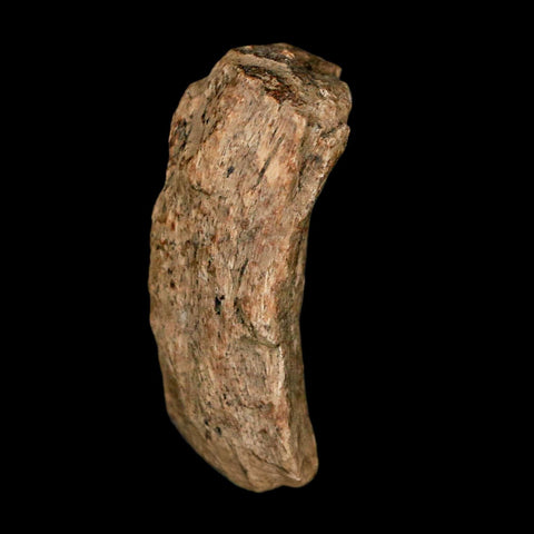 1.2" Tyrannosaurus Rex Fossil Bone Dinosaur Lance Creek Formation Wyoming COA