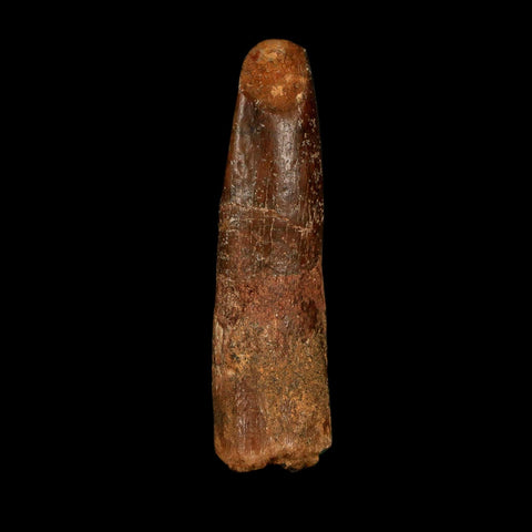 1.5" Rebbachisaurus Sauropod Fossil Tooth Early Cretaceous Dinosaur COA, Display