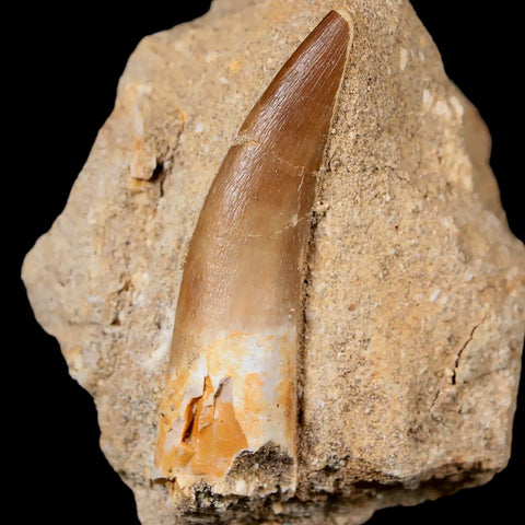 XL 2.3" Plesiosaur Zarafasaura Tooth Fossil In Matrix Cretaceous Dinosaur Era COA - Fossil Age Minerals