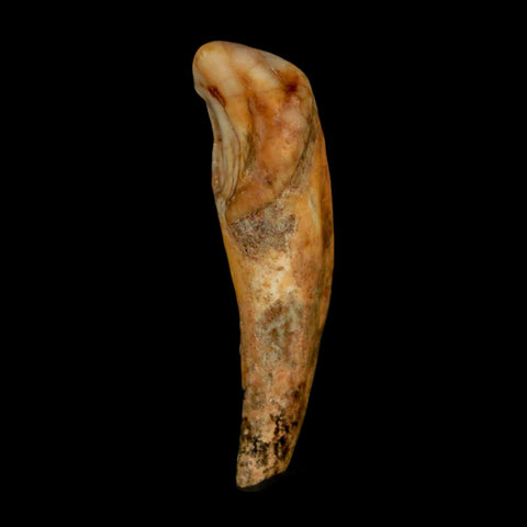 1.9" Extinct Cave Bear Ursus Spelaeus Incisor Tooth Rooted Pleistocene Age COA, Stand